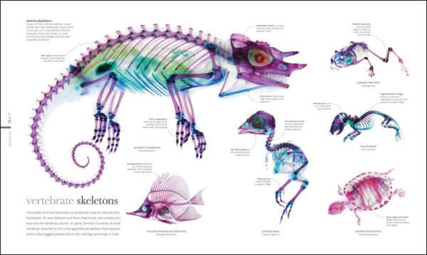 Zoology: Inside the Secret World of Animals