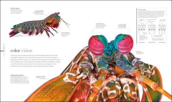 Zoology: Inside the Secret World of Animals