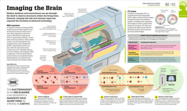 How the Brain Works: The Facts Visually Explained