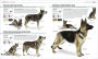 Alternative view 9 of The Complete Dog Breed Book, New Edition