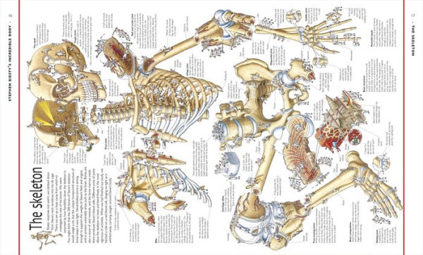 Stephen Biesty's Incredible Body Cross-Sections