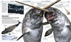 Alternative view 7 of Knowledge Encyclopedia Ocean!