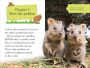 Alternative view 2 of DK Reader Level 2: Meet the Quokkas!