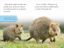 Alternative view 3 of DK Reader Level 2: Meet the Quokkas!