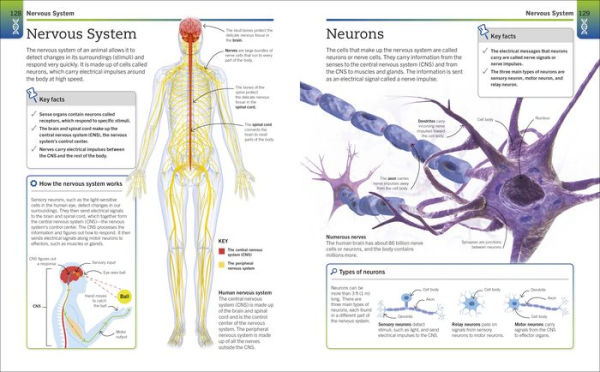 Super Simple Biology: The Ultimate Bitesize Study Guide