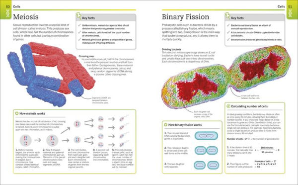 Simple Biology for Super Kids: Basic Human Biology for Advanced