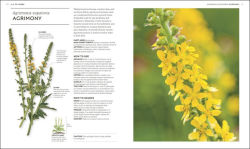 Alternative view 2 of Essential Herbs: Treat Yourself Naturally with Herbs and Homemade Remedies