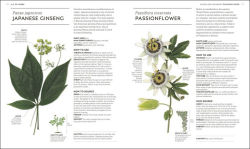 Alternative view 4 of Essential Herbs: Treat Yourself Naturally with Herbs and Homemade Remedies