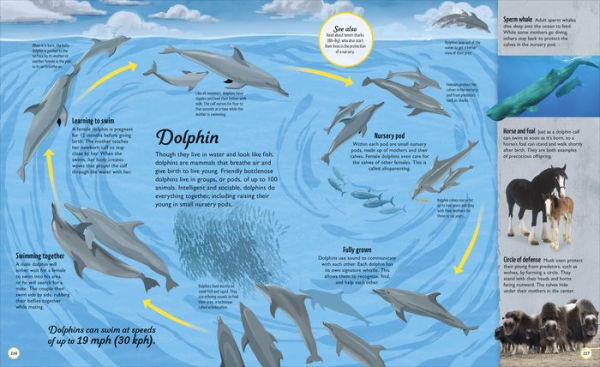 Life Cycles: Everything from Start to Finish