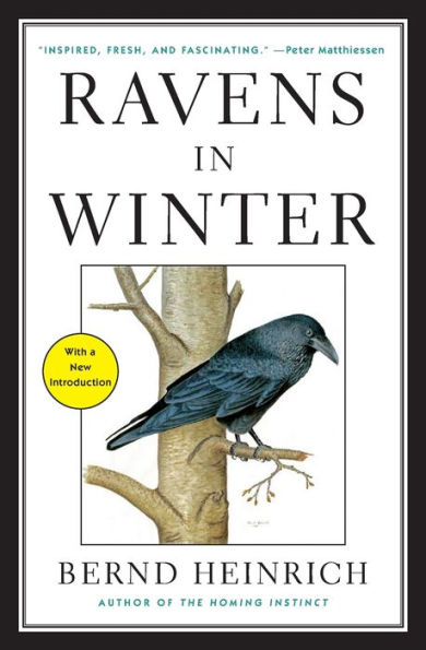 Ravens Winter