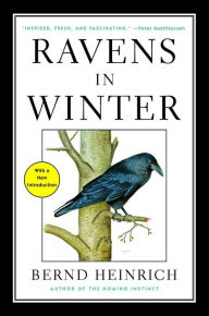 Title: Ravens in Winter, Author: Bernd Heinrich