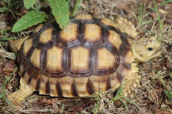 Texas Turtles & Crocodilians: A Field Guide