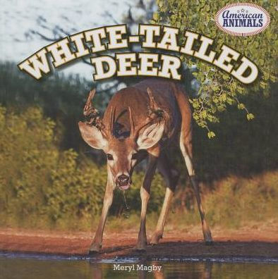 White-Tailed Deer
