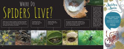 Alternative view 2 of Scurry: The Truth about Spiders: The Truth about Spiders