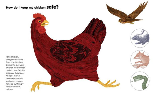 A Chicken Followed Me Home!: Questions and Answers about a Familiar Fowl