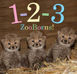 Alternative view 1 of 1-2-3 ZooBorns!