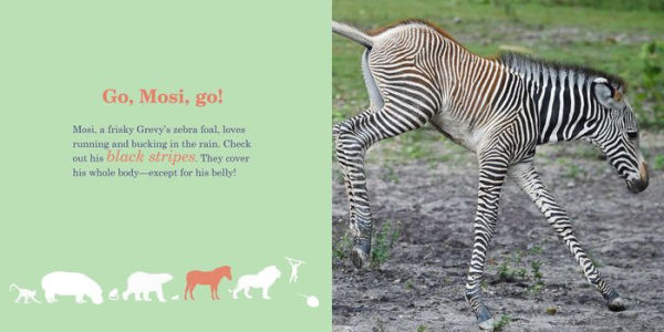 ZigZag ZooBorns!: Zoo Baby Colors and Patterns