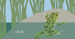Alternative view 5 of Ribbit