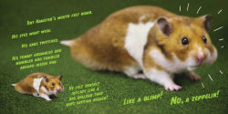 Alternative view 7 of Tiny Hamster Is a Giant Monster