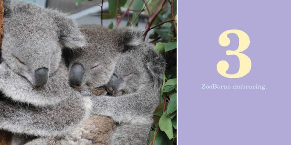 1-2-3 ZooBorns!