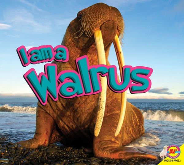 Walrus