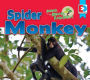 Animals of the Amazon Rainforest: Spider Monkey