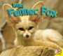 Fennec Fox