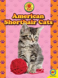 Title: American Shorthair Cats, Author: Nancy Furstinger