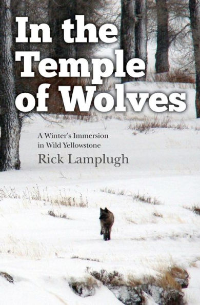 the Temple of Wolves: A Winter's Immersion Wild Yellowstone