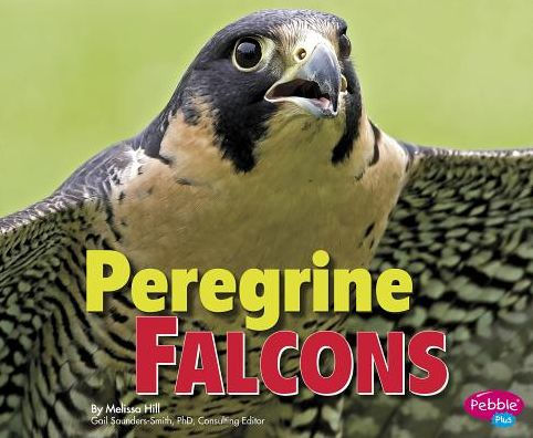 Peregrine Falcons