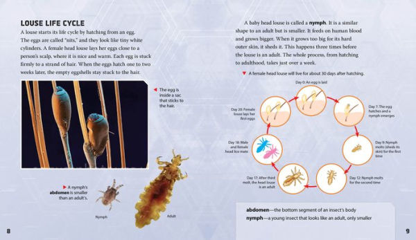 What You Need to Know about Head Lice