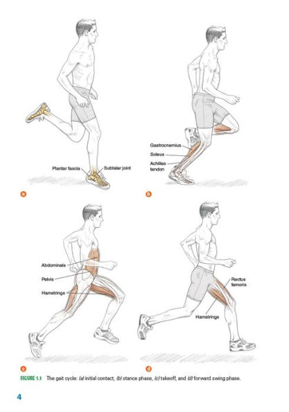 Running Anatomy