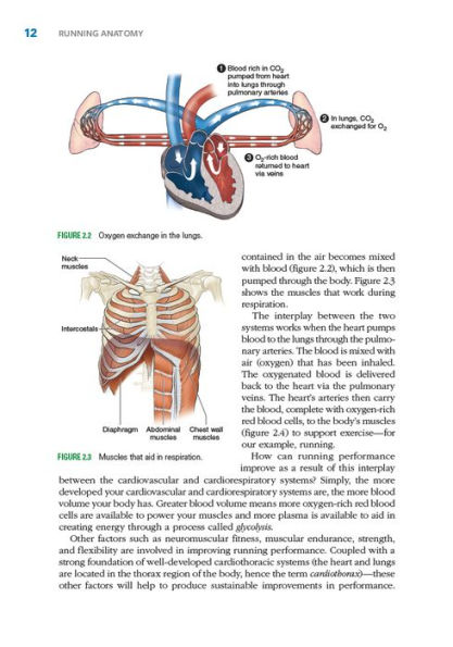 Running Anatomy