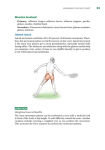 Alternative view 3 of Tennis Anatomy