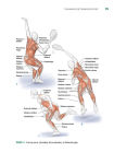 Alternative view 5 of Tennis Anatomy
