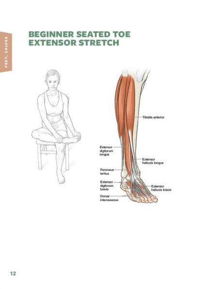 Stretching Anatomy