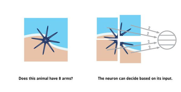 Neural Networks for Babies