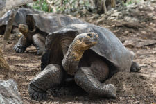 Alternative view 2 of 50 Best Adventures on Earth