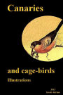 Canaries and cage-birds Illustrations