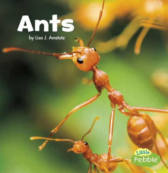 Ants