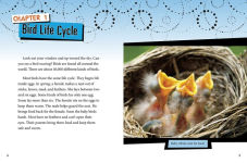 Alternative view 2 of Unusual Life Cycles of Birds