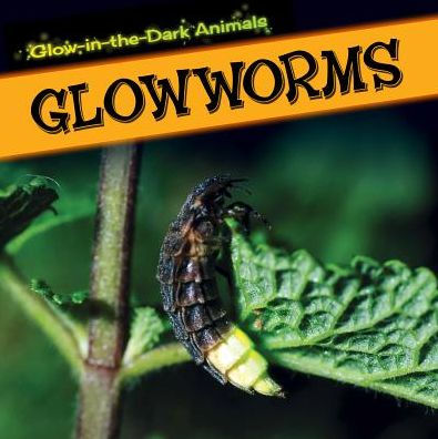 Glowworms