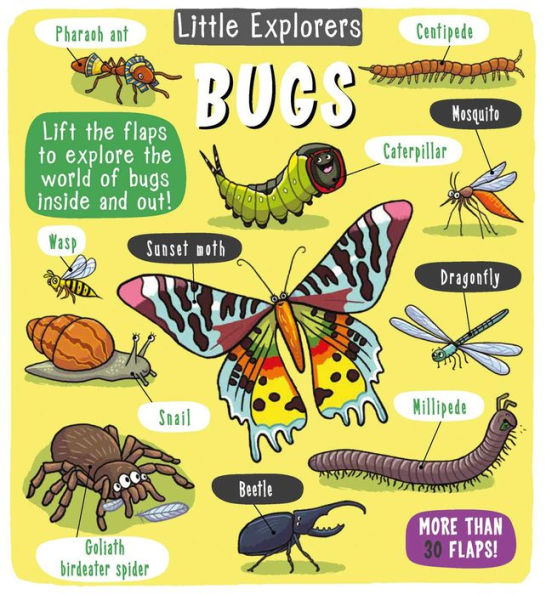 Bugs (Little Explorers Series)