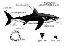 Alternative view 6 of Escape from . . . the 1916 Shark Attacks