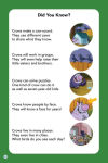 Alternative view 4 of Nature Cat: What Does a Crow Know? (Level Up! Readers): A Beginning Reader Science & Animal Book for Kids Ages 5 to 7
