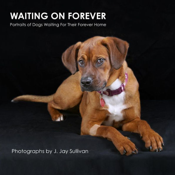 Waiting On Forever: Portraits of Dogs Waiting For Their Forever Home