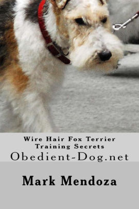 wire fox terrier training