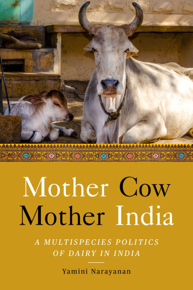 Mother Cow, India: A Multispecies Politics of Dairy India