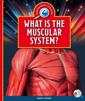 What Is the Muscular System?