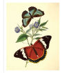 Alternative view 2 of Instant Wall Art - Butterfly Botanical Prints: 45 Ready-to-Frame Vintage Illustrations for Your Home Décor